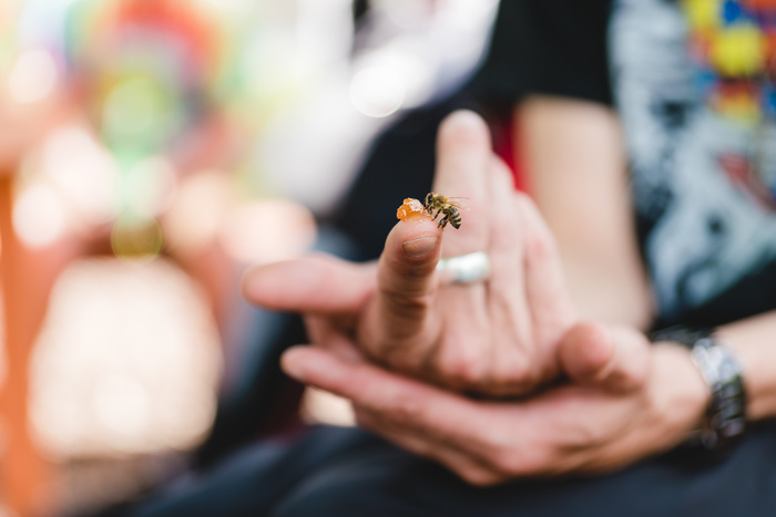 Bee Eating Honey From Finger