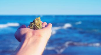 What Is The Importance of a Medical Marijuana Card?