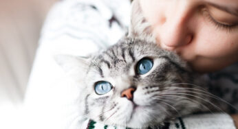 Best Cat Food Brands Made in USA – 2022