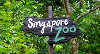 Singapore Zoo: The Best Wildlife Experience in Singapore